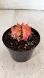 GYMNOCALYCIUM Mihanovichii Variegata Nº 495 – vaso 09 - Imagem 7