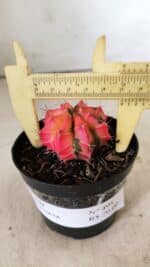 GYMNOCALYCIUM Mihanovichii Variegata Nº 495 – vaso 09 - Imagem 4