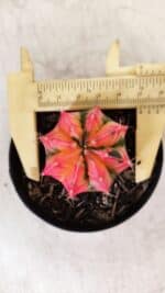 GYMNOCALYCIUM Mihanovichii Variegata Nº 495 – vaso 09