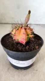 GYMNOCALYCIUM Mihanovichii Variegata Nº 496 – vaso 09 - Imagem 2