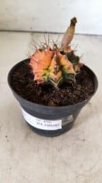 GYMNOCALYCIUM Mihanovichii Variegata Nº 496 – vaso 09 - Imagem 9