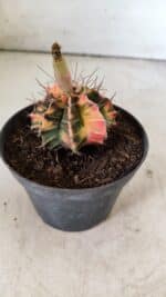 GYMNOCALYCIUM Mihanovichii Variegata Nº 496 – vaso 09 - Imagem 8