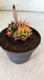 GYMNOCALYCIUM Mihanovichii Variegata Nº 496 – vaso 09 - Imagem 7