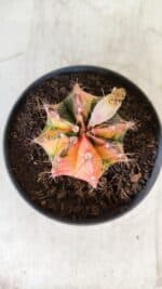 GYMNOCALYCIUM Mihanovichii Variegata Nº 496 – vaso 09 - Imagem 6