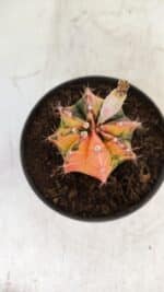 GYMNOCALYCIUM Mihanovichii Variegata Nº 496 – vaso 09 - Imagem 3