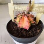 GYMNOCALYCIUM Mihanovichii Variegata Nº 496 – vaso 09