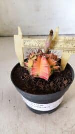 GYMNOCALYCIUM Mihanovichii Variegata Nº 496 – vaso 09