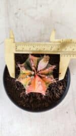 GYMNOCALYCIUM Mihanovichii Variegata Nº 496 – vaso 09 - Imagem 5