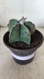 MATRIZ ASTROPHYTUM cv KIKKO  Nº 730 – vaso 15 - Imagem 2