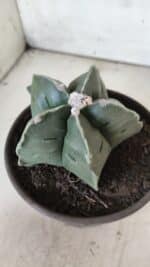 MATRIZ ASTROPHYTUM cv KIKKO  Nº 730 – vaso 15 - Imagem 10