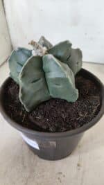 MATRIZ ASTROPHYTUM cv KIKKO  Nº 730 – vaso 15 - Imagem 9