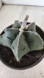 MATRIZ ASTROPHYTUM cv KIKKO  Nº 730 – vaso 15 - Imagem 6
