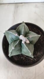 MATRIZ ASTROPHYTUM cv KIKKO  Nº 730 – vaso 15 - Imagem 3