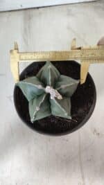 MATRIZ ASTROPHYTUM cv KIKKO  Nº 730 – vaso 15 - Imagem 5