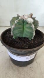 MATRIZ ASTROPHYTUM cv KIKKO  Nº 766 – vaso 15 - Imagem 2