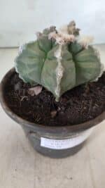 MATRIZ ASTROPHYTUM cv KIKKO  Nº 766 – vaso 15 - Imagem 10