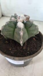 MATRIZ ASTROPHYTUM cv KIKKO  Nº 766 – vaso 15 - Imagem 9