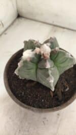 MATRIZ ASTROPHYTUM cv KIKKO  Nº 766 – vaso 15 - Imagem 6