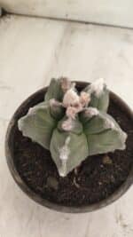 MATRIZ ASTROPHYTUM cv KIKKO  Nº 766 – vaso 15 - Imagem 7
