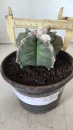 MATRIZ ASTROPHYTUM cv KIKKO  Nº 766 – vaso 15 - Imagem 4