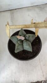 MATRIZ ASTROPHYTUM cv KIKKO  Nº 800 – vaso 15 - Imagem 10