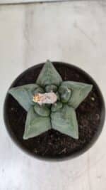 MATRIZ ASTROPHYTUM cv KIKKO  Nº 800 – vaso 15 - Imagem 3