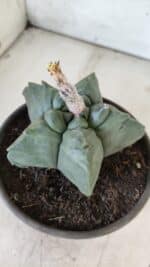 MATRIZ ASTROPHYTUM cv KIKKO  Nº 800 – vaso 15 - Imagem 9