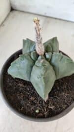 MATRIZ ASTROPHYTUM cv KIKKO  Nº 800 – vaso 15 - Imagem 8