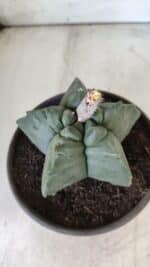 MATRIZ ASTROPHYTUM cv KIKKO  Nº 800 – vaso 15 - Imagem 6