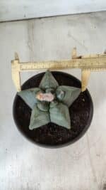 MATRIZ ASTROPHYTUM cv KIKKO  Nº 800 – vaso 15