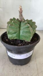 ASTROPHYTUM cv KIKKO  Nº 801 – vaso 15 - Imagem 2