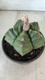 ASTROPHYTUM cv KIKKO  Nº 801 – vaso 15 - Imagem 6