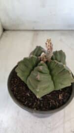 ASTROPHYTUM cv KIKKO  Nº 801 – vaso 15 - Imagem 11