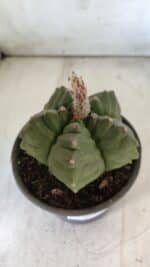 ASTROPHYTUM cv KIKKO  Nº 801 – vaso 15 - Imagem 7