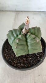 ASTROPHYTUM cv KIKKO  Nº 801 – vaso 15 - Imagem 10