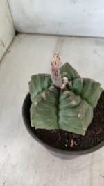 ASTROPHYTUM cv KIKKO  Nº 801 – vaso 15 - Imagem 9