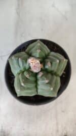 ASTROPHYTUM cv KIKKO  Nº 801 – vaso 15 - Imagem 3