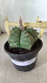 ASTROPHYTUM cv KIKKO  Nº 801 – vaso 15 - Imagem 4