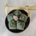 ASTROPHYTUM cv KIKKO  Nº 801 – vaso 15