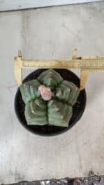 ASTROPHYTUM cv KIKKO  Nº 801 – vaso 15