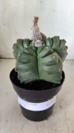 ASTROPHYTUM cv KIKKO  Nº 802 – vaso 15 - Imagem 9