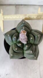 ASTROPHYTUM cv KIKKO  Nº 802 – vaso 15