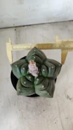 ASTROPHYTUM cv KIKKO  Nº 802 – vaso 15 - Imagem 5