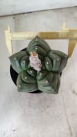 ASTROPHYTUM cv KIKKO  Nº 802 – vaso 15 - Imagem 7