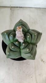 ASTROPHYTUM cv KIKKO  Nº 802 – vaso 15 - Imagem 3