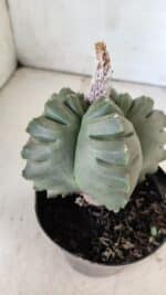ASTROPHYTUM cv KIKKO  Nº 802 – vaso 15 - Imagem 12