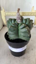 ASTROPHYTUM cv KIKKO  Nº 802 – vaso 15 - Imagem 4