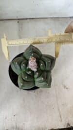 ASTROPHYTUM cv KIKKO  Nº 802 – vaso 15 - Imagem 10