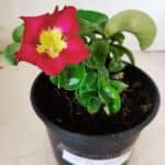 Planta MINI Nº 80 – 20cm – 03 anos