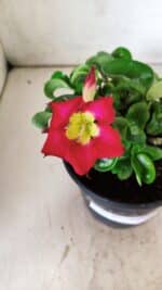 Planta MINI Nº 80 – 20cm – 03 anos - Imagem 3